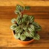 Peperomia 'Piccolo Banda' Albovittata -Eds Plant Shop peperomia piccolo banda albovittata 846403