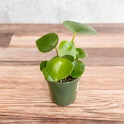 Peperomia Polybotra 'Raindrops' -Eds Plant Shop peperomia polybotra raindrops 149803