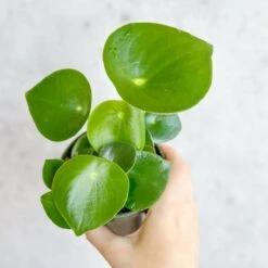 Peperomia Polybotra 'Raindrops' -Eds Plant Shop peperomia polybotra raindrops 554385
