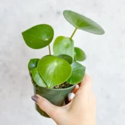 Peperomia Polybotra 'Raindrops'