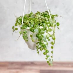 Peperomia Prostrata - ‘String Of Turtles’ -Eds Plant Shop peperomia prostrata string of turtles 35 inch 166652