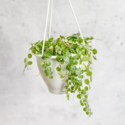 Peperomia Prostrata - ‘String Of Turtles’ -Eds Plant Shop peperomia prostrata string of turtles 35 inch 681013