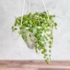 Peperomia Prostrata - ‘String Of Turtles’ - 4.5 Inch Hanging Basket -Eds Plant Shop peperomia prostrata string of turtles 45 inch hanging basket 146172