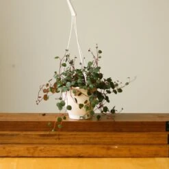 Peperomia 'Ruby Cascade' - 4.5 Inch Hanging Basket -Eds Plant Shop peperomia ruby cascade 45 inch hanging basket 132728
