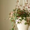 Peperomia 'Ruby Cascade' - 4.5 Inch Hanging Basket -Eds Plant Shop peperomia ruby cascade 45 inch hanging basket 299730