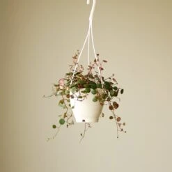 Peperomia 'Ruby Cascade' - 4.5 Inch Hanging Basket -Eds Plant Shop peperomia ruby cascade 45 inch hanging basket 330535