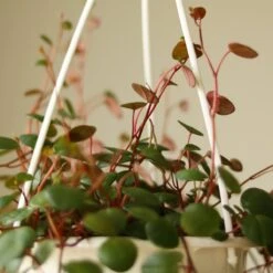 Peperomia 'Ruby Cascade' - 4.5 Inch Hanging Basket -Eds Plant Shop peperomia ruby cascade 45 inch hanging basket 574292