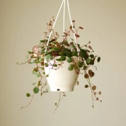 Peperomia 'Ruby Cascade' - 4.5 Inch Hanging Basket -Eds Plant Shop peperomia ruby cascade 45 inch hanging basket 775580