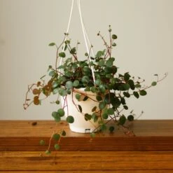 Peperomia 'Ruby Cascade' - 4.5 Inch Hanging Basket -Eds Plant Shop peperomia ruby cascade 45 inch hanging basket 804391