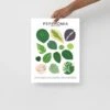 Peperomia Species ID Chart - Botanical Houseplant Art Print -Eds Plant Shop peperomia species id chart botanical houseplant art print 338723
