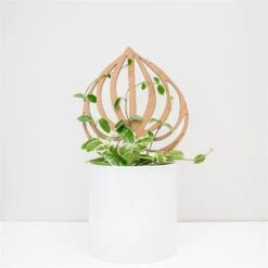 Peptrella - Peperomia Inspired Plant Trellis -Eds Plant Shop peptrella peperomia inspired plant trellis 946393