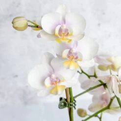 Phalaenopsis Orchid -Eds Plant Shop phalaenopsis orchid 469590