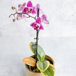 Phalaenopsis Orchid -Eds Plant Shop phalaenopsis orchid 475087