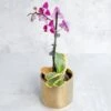 Phalaenopsis Orchid 2 Phalaenopsis Orchid -Eds Plant Shop phalaenopsis orchid 483497