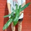 Philodendron Atabapoense - Rare Strapleaf Philodendron - 4 Inch 2 Philodendron Atabapoense - Rare Strapleaf Philodendron - 4 Inch -Eds Plant Shop philodendron atabapoense rare strapleaf philodendron 4 inch 329288
