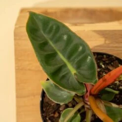 Philodendron Billietiae -Eds Plant Shop philodendron billietiae 9860439