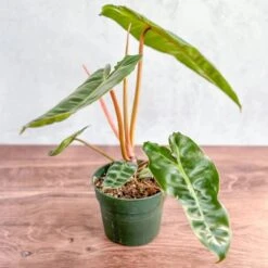 Philodendron Billietiae -Eds Plant Shop philodendron billietiae billietiae philodendron 45 inch 187641