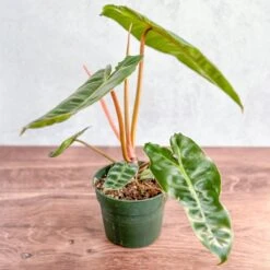 Philodendron Billietiae -Eds Plant Shop philodendron billietiae billietiae philodendron 45 inch 399508
