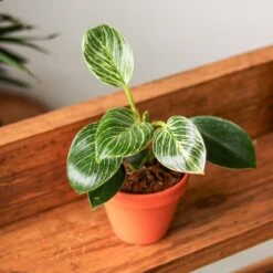 Philodendron 'Birkin' - White Wave 9 Philodendron 'Birkin' - White Wave -Eds Plant Shop philodendron birkin birkin philodendron 4 inch 347448