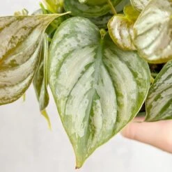 Philodendron Brandtianum ‘Silver Leaf’ – Easy‑Care Silver‑Mottled Vine 23 Philodendron Brandtianum ‘Silver Leaf’ – Easy‑Care Silver‑Mottled Vine -Eds Plant Shop philodendron brandtianum silver leaf philodendron 4 inch 312085
