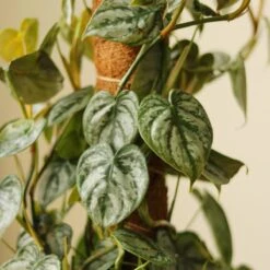 Philodendron Brandtianum ‘Silver Leaf’ – Easy‑Care Silver‑Mottled Vine 31 Philodendron Brandtianum ‘Silver Leaf’ – Easy‑Care Silver‑Mottled Vine -Eds Plant Shop philodendron brandtianum silver leaf philodendron 4 inch 425055