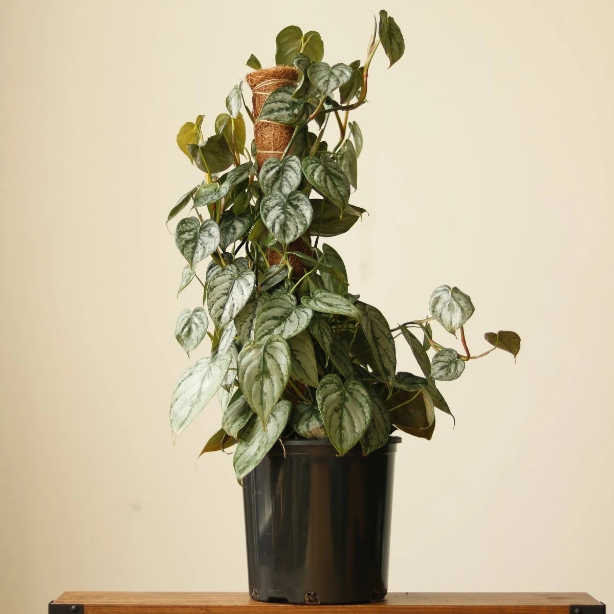 Philodendron Brandtianum ‘Silver Leaf’ – Easy‑Care Silver‑Mottled Vine 13 Philodendron Brandtianum ‘Silver Leaf’ – Easy‑Care Silver‑Mottled Vine - Image 11