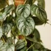 Philodendron Brandtianum ‘Silver Leaf’ – Easy‑Care Silver‑Mottled Vine -Eds Plant Shop philodendron brandtianum silver leaf philodendron 4 inch 785251
