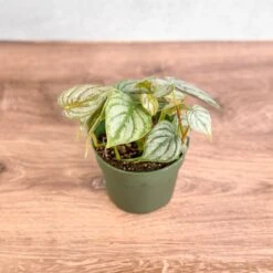 Philodendron Brandtianum ‘Silver Leaf’ – Easy‑Care Silver‑Mottled Vine 19 Philodendron Brandtianum ‘Silver Leaf’ – Easy‑Care Silver‑Mottled Vine -Eds Plant Shop philodendron brandtianum silver leaf philodendron 4 inch 818337