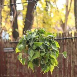 Philodendron 'Brasil' Hanging Basket -Eds Plant Shop philodendron brasil hanging basket 924275