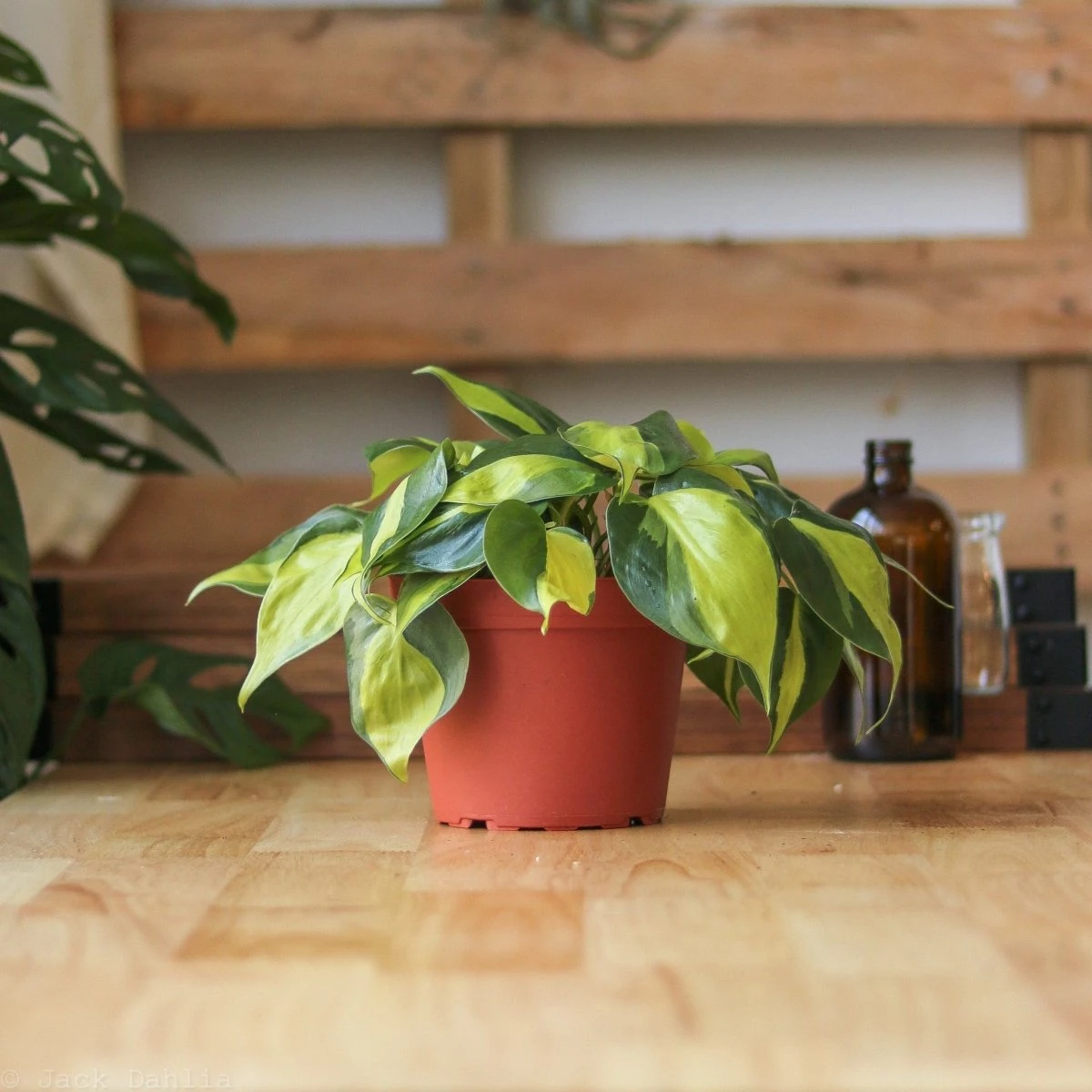 Philodendron Hederaceum ‘Brasil’ 4 Philodendron Hederaceum ‘Brasil’ - Image 2