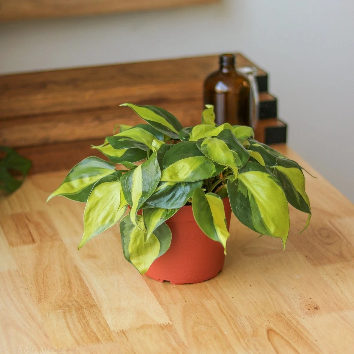 Philodendron Hederaceum ‘Brasil’ 3 Philodendron Hederaceum ‘Brasil’