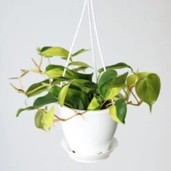 Philodendron 'Brasil' Hanging Basket -Eds Plant Shop philodendron brasil various sizes 621621