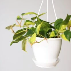 Philodendron 'Brasil' Hanging Basket -Eds Plant Shop philodendron brasil various sizes 743428