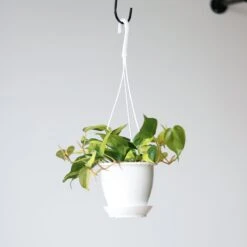 Philodendron 'Brasil' Hanging Basket -Eds Plant Shop philodendron brasil various sizes hanging basket 522966
