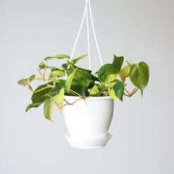 Philodendron 'Brasil' Hanging Basket -Eds Plant Shop philodendron brasil various sizes hanging basket 589301