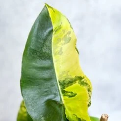 Philodendron Burle Marx Variegata -Eds Plant Shop philodendron burle marx variegata 4 inch 226932