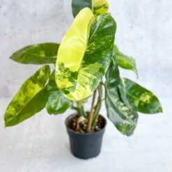 Philodendron Burle Marx Variegata -Eds Plant Shop philodendron burle marx variegata 4 inch 379979