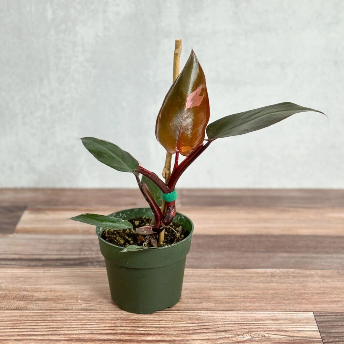 Philodendron Erubescens - ‘Pink Princess Burgundy’ 3 Philodendron Erubescens - ‘Pink Princess Burgundy’