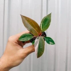 Pink Princess Philodendron – Philodendron Erubescens -Eds Plant Shop philodendron erubescens pink princess philodendron 566194