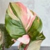 Pink Princess Philodendron – Philodendron Erubescens -Eds Plant Shop philodendron erubescens pink princess philodendron various sizes 215584