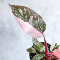 Pink Princess Philodendron – Philodendron Erubescens -Eds Plant Shop philodendron erubescens pink princess philodendron various sizes 320273