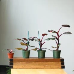 Pink Princess Philodendron – Philodendron Erubescens -Eds Plant Shop philodendron erubescens pink princess philodendron various sizes 952975