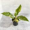 Philodendron Erubescens ‘Ring Of Fire' -Eds Plant Shop philodendron erubescens ring of fire 45 inch 656090
