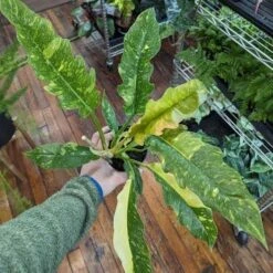 Philodendron Erubescens ‘Ring Of Fire' -Eds Plant Shop philodendron erubescens ring of fire 45 inch 842342