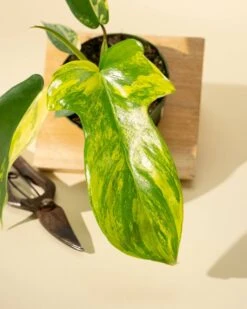 Philodendron Florida Beauty 'Sunrise' 22 Philodendron Florida Beauty 'Sunrise' -Eds Plant Shop philodendron florida beauty sunrise 1166380