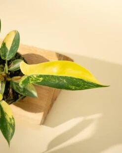 Philodendron Florida Beauty 'Sunrise' 27 Philodendron Florida Beauty 'Sunrise' -Eds Plant Shop philodendron florida beauty sunrise 2979786