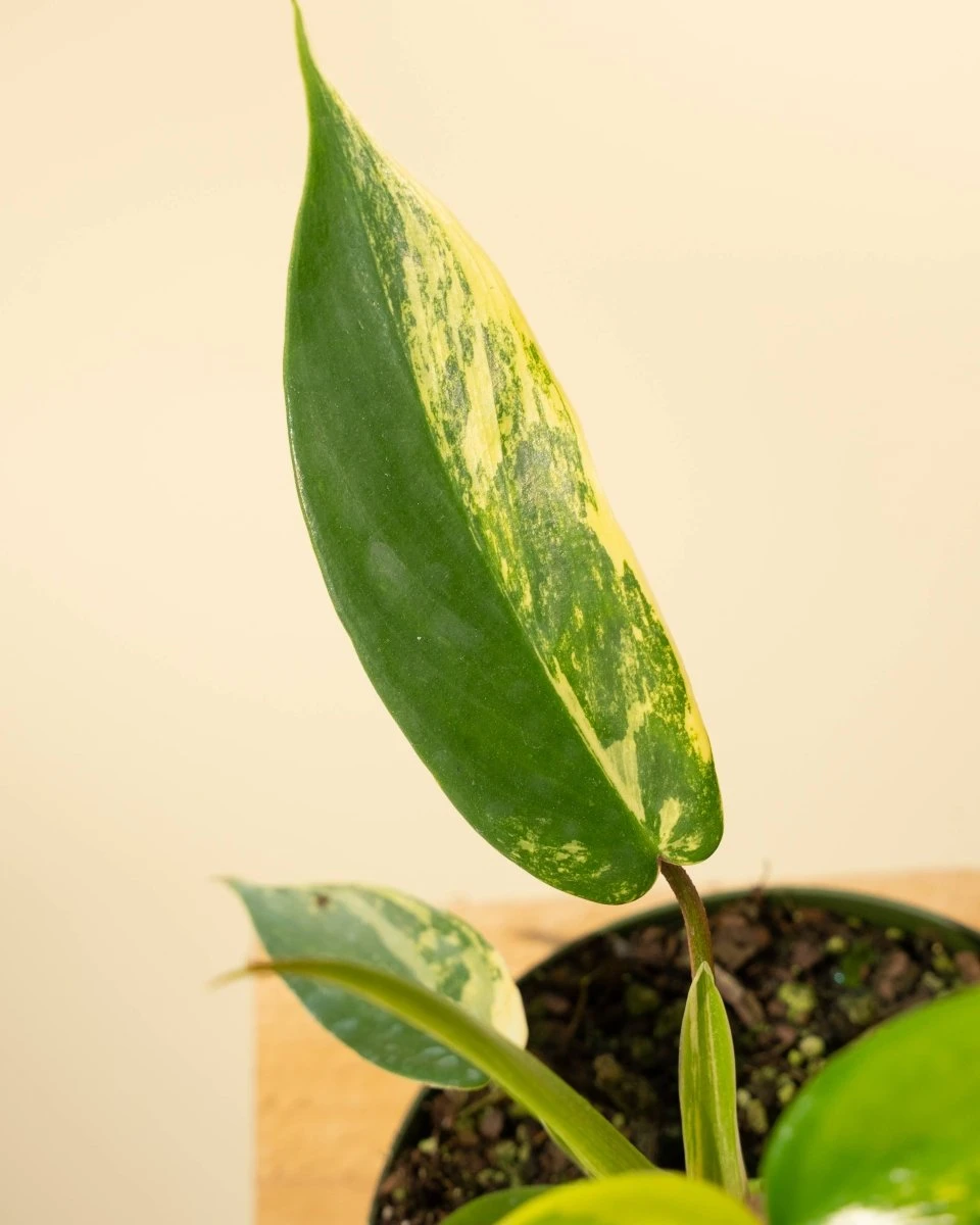 Philodendron Florida Beauty 'Sunrise' 13 Philodendron Florida Beauty 'Sunrise' - Image 11