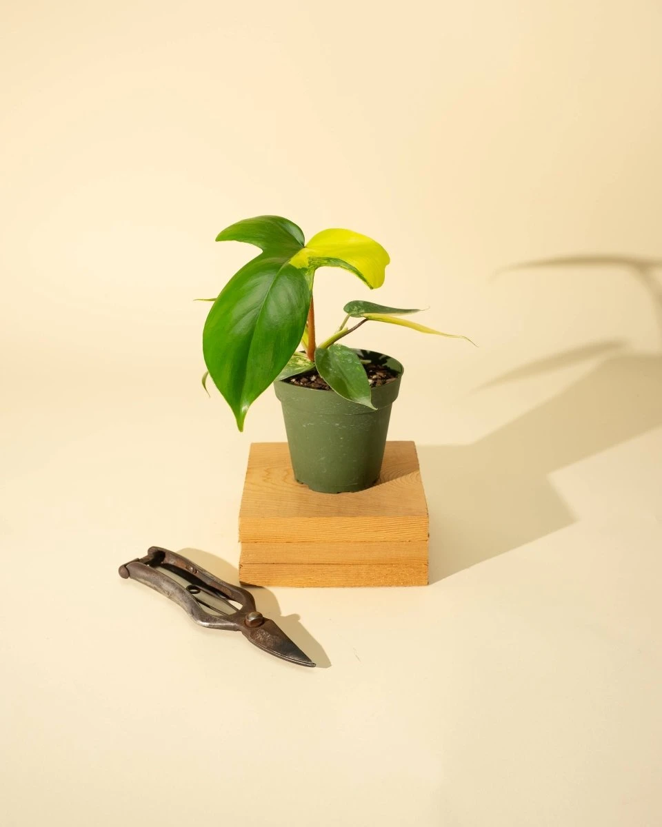 Philodendron Florida Beauty 'Sunrise' 5 Philodendron Florida Beauty 'Sunrise' - Image 3