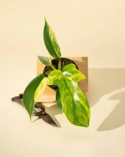 Philodendron Florida Beauty 'Sunrise' 17 Philodendron Florida Beauty 'Sunrise' -Eds Plant Shop philodendron florida beauty sunrise 4267518