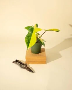 Philodendron Florida Beauty 'Sunrise' 21 Philodendron Florida Beauty 'Sunrise' -Eds Plant Shop philodendron florida beauty sunrise 4386276